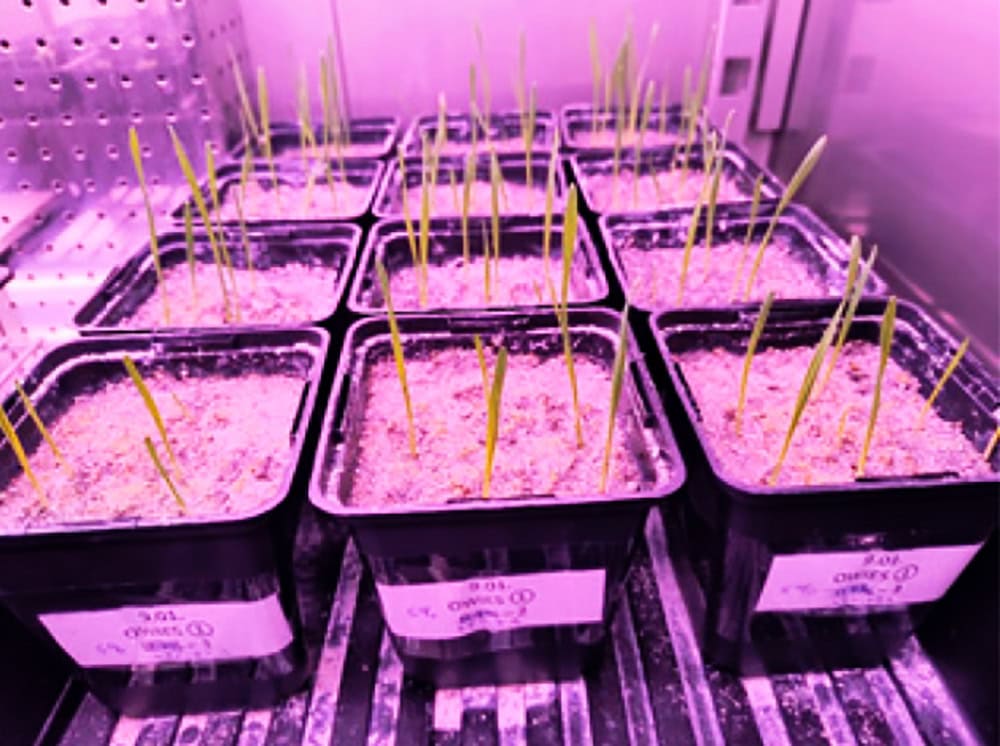 Closing the Loop: Can Anaerobic Digestates from Food Waste Be Universal Source of Nutrients for Plant Growth?